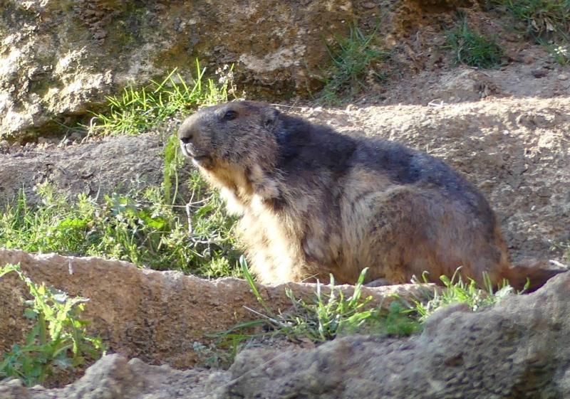 Marmotte (Marmota marmota)