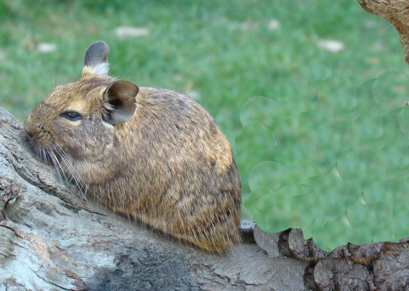 Octodon (Octodon degus)