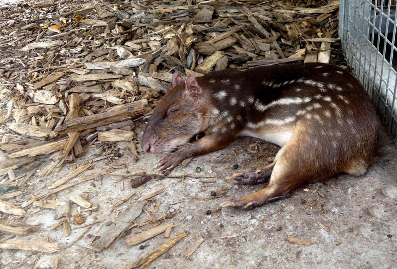 Paca (Cuniculus paca)