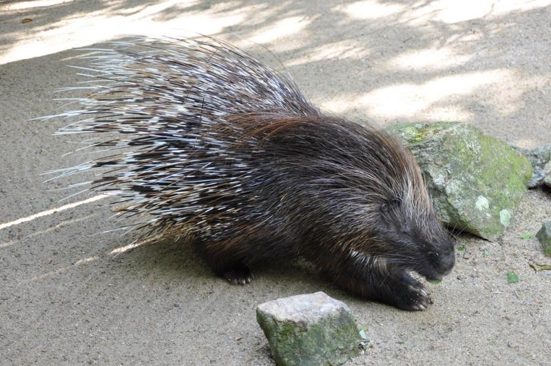 Porc-épic à crête (Hystrix cristata)