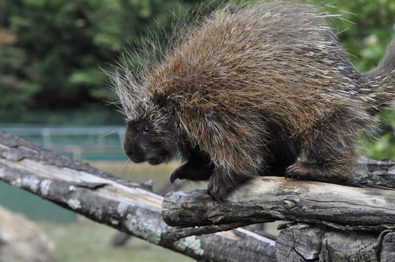 Porc-épic d'Amérique (Erethizon dorsata)