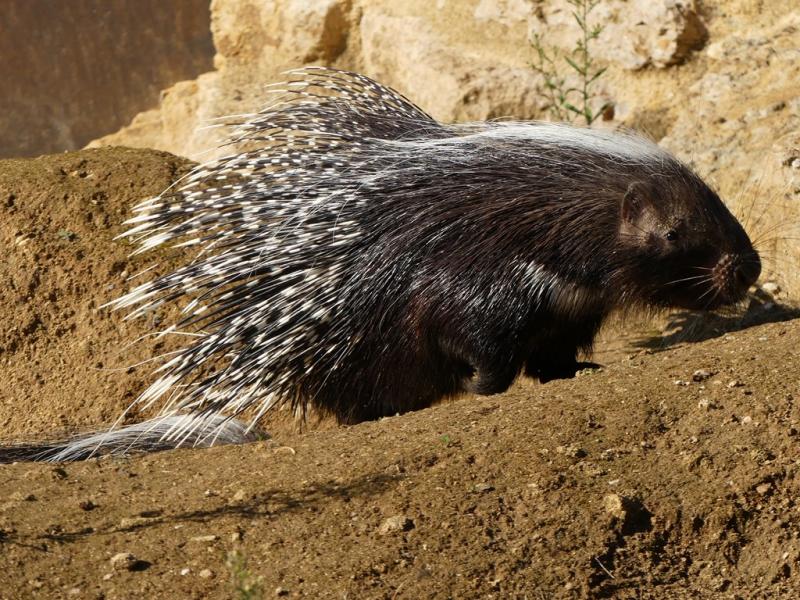 Porc-épic du Cap (Hystrix africaeaustralis)