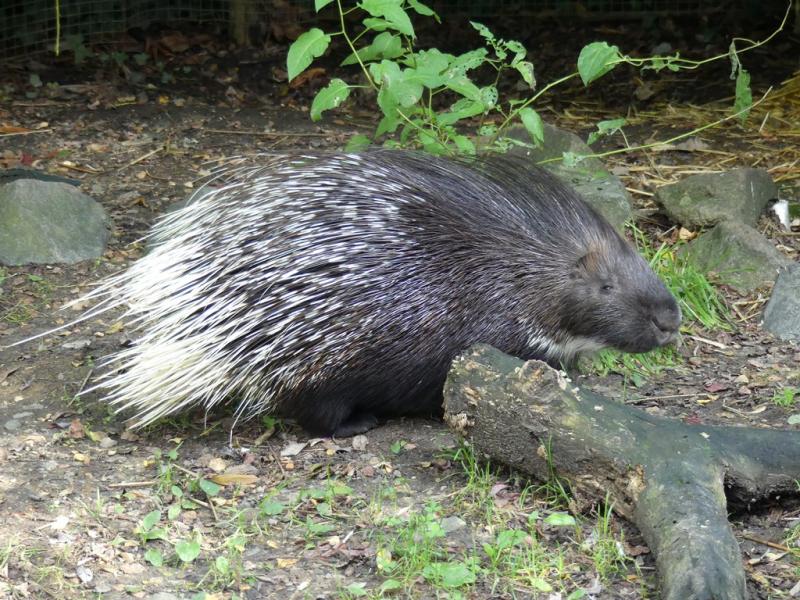Porc-épic indien (Hystrix indica)