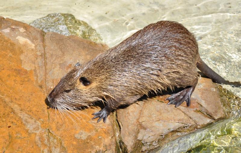 Ragondin (Myocastor coypus)