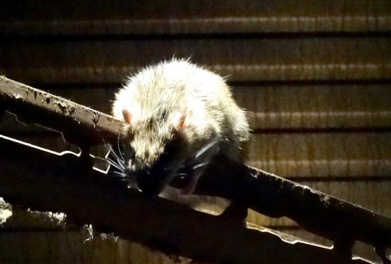 Rat brun (Rattus norveginus)