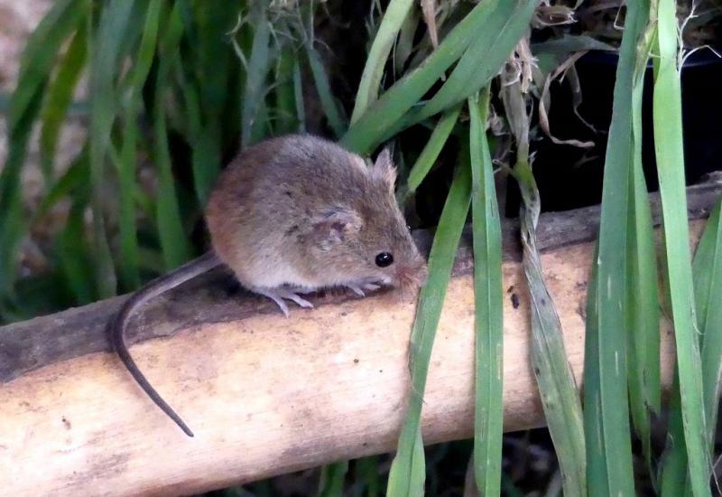 Rat des moissons (Micromys minutus)