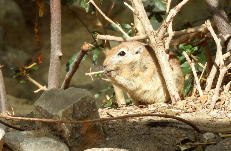 Rat des sables (Psammomys obesus)
