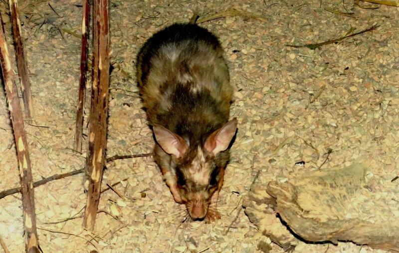 Rat sauteur géant de Madagascar (Hypogeomys antimena)