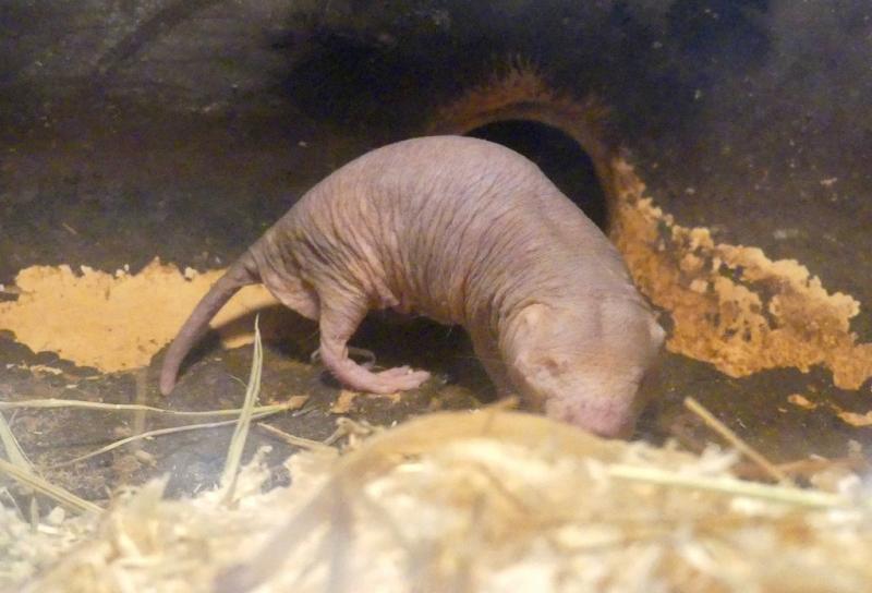 Rat-taupe nu (Heterocephalus glaber)