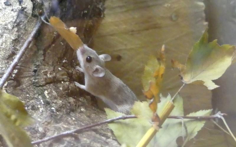 Souris pygmée (Mus minutoides)