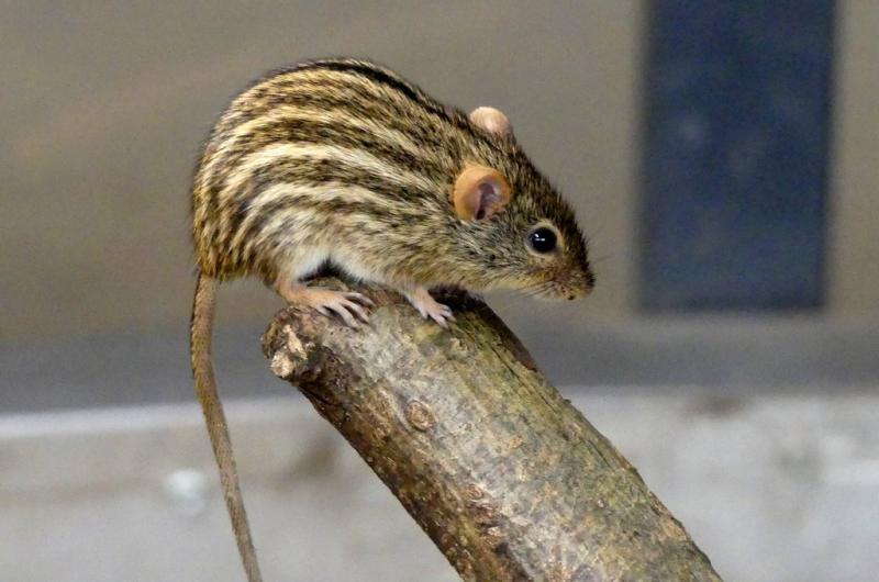 Souris rayé africaine (Lemniscomys barbarus)