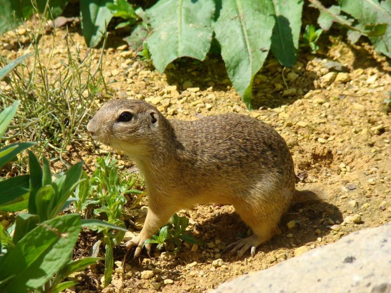 Souslik d'Europe (Spermophilus citellus)