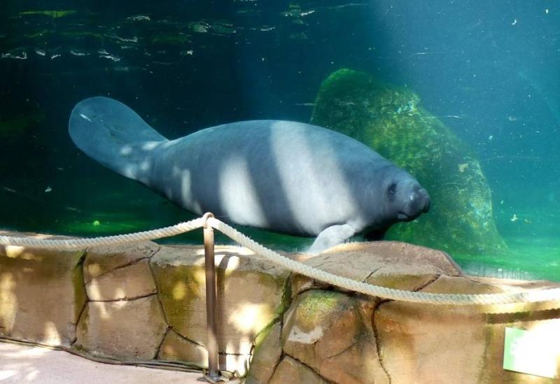 Lamantin d’Amérique du Nord (Trichechus manatus)