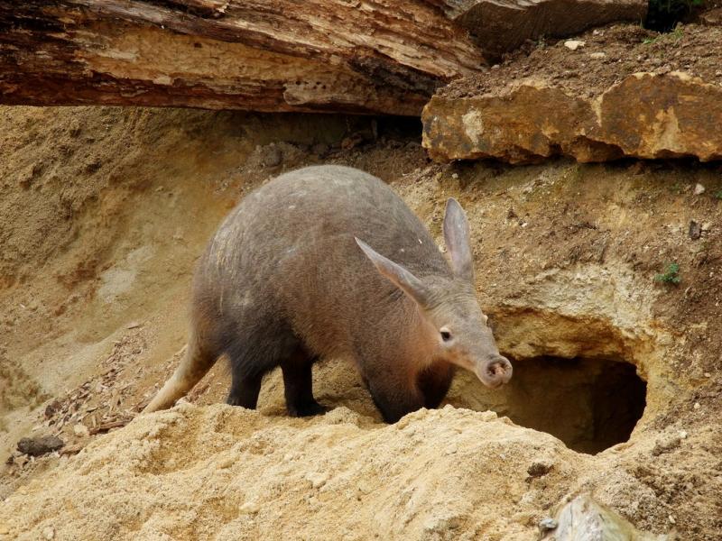 Oryctérope du Cap (Orycteropus afer)