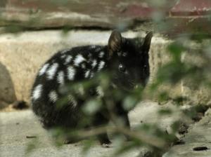 Chat marsupial moucheté (Dasyurus viverrinus)
