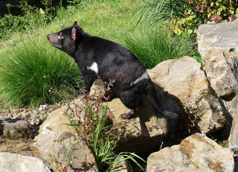 Diable de Tasmanie (Sarcophilus harrisii)