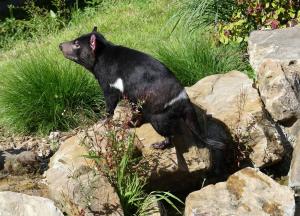 Diable de Tasmanie (Sarcophilus harrisii)