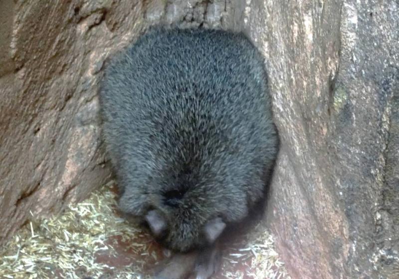 Bettongie à queue touffue (Bettongia penicillata)