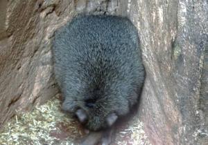Bettongie à queue touffue (Bettongia penicillata)