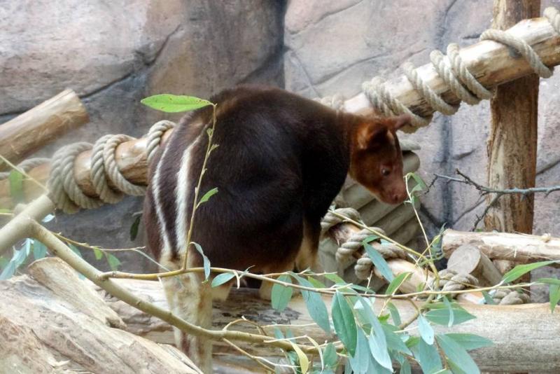 Dendrolague de Goodfellow (Dendrolagus goodfellowi)