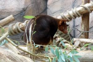 Dendrolague de Goodfellow (Dendrolagus goodfellowi)