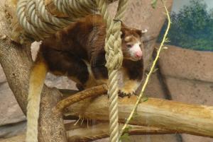 Dendrolague de Matschie (Dendrolagus matschiei)