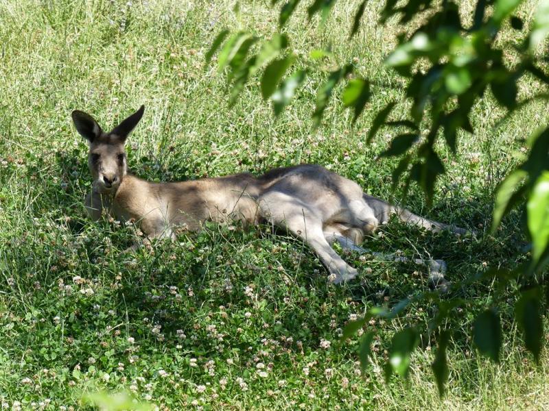 Kangourou géant ( Macropus giganteus)