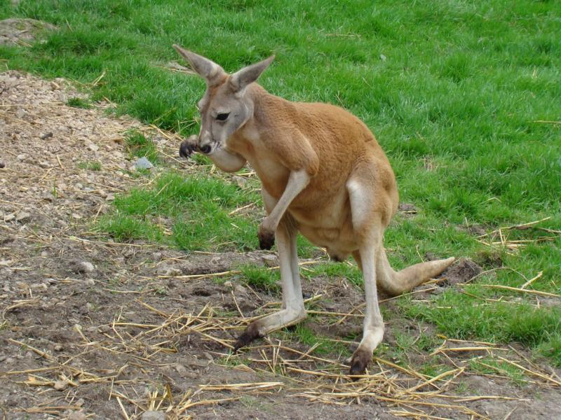 Kangourou roux (Macropus rufus)