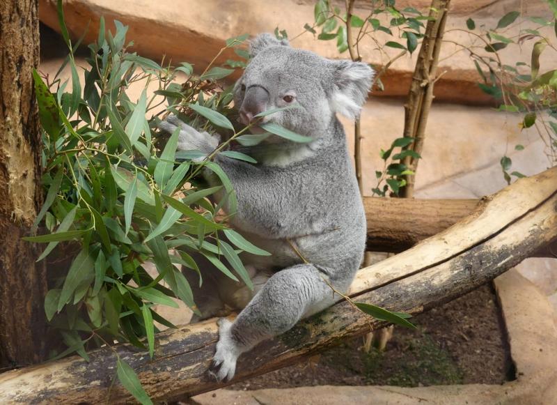 Koala (Phascolarctos cinereus)