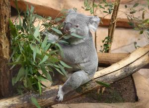 Koala (Phascolarctos cinereus)