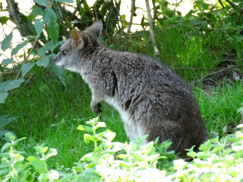 Pademelon à queue courte (Thylogale brunii)