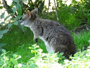 Pademelon à queue courte (Thylogale brunii)