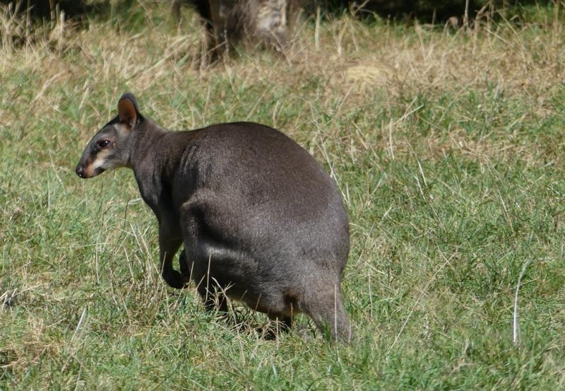 Pademelon à queue courte (Thylogale brunii)