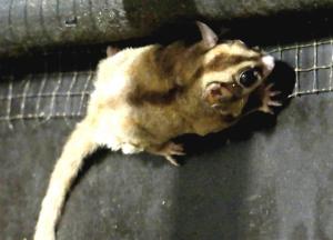 Phalanger volant (Petaurus breviceps)