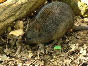 Potorou à long nez (Potorous tridactylus)
