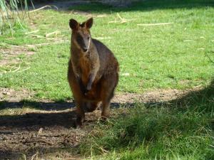 Wallaby bicolore (Wallabia bicolor)