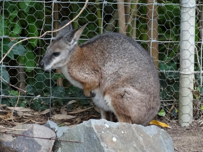 Wallaby d’Eugénie (Macropus eugenii)