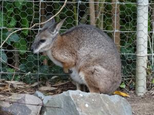 Wallaby d’Eugénie (Macropus eugenii)