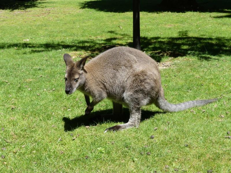 Wallaby de Bennett (Macropus rufogriseus)
