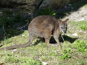 Wallaby de Parma (Macropus parma)
