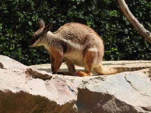 Wallaby des rochers (Petrogale xanthopus)