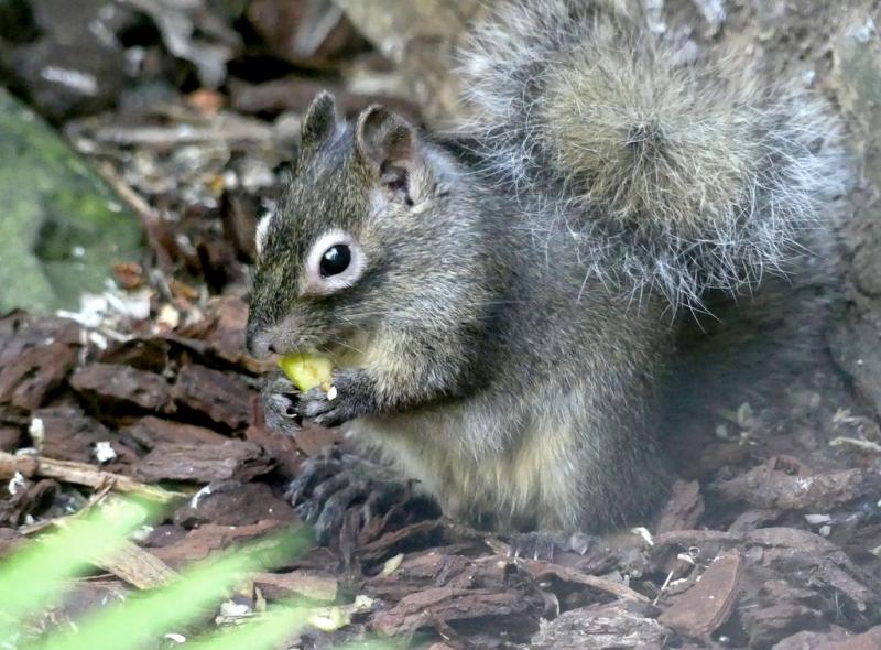 Écureuil du Père David (Sciurotamias davidianus)