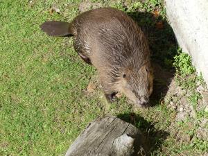 Castor d'Europe (Castor fiber)