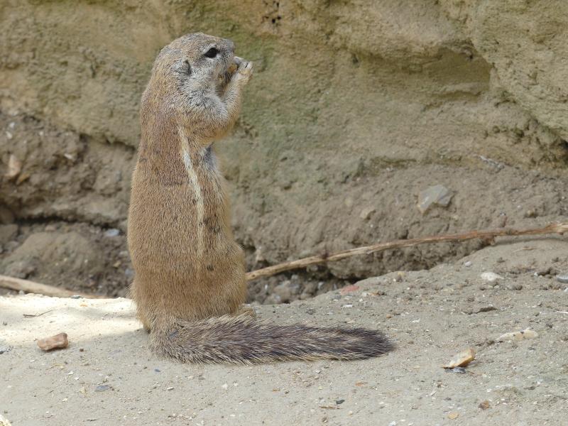 Ecureuil terrestre du Cap (Xerus inauris)