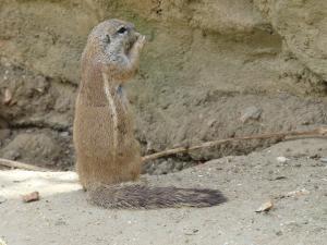 Ecureuil terrestre du Cap (Xerus inauris)