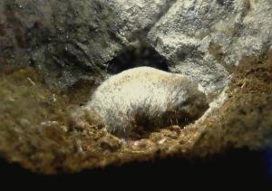 Rat-taupe de Zambie (Fukomys anselli)