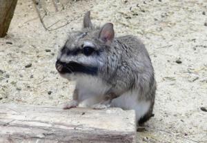 Viscache des plaines (Lagostomus maximus)