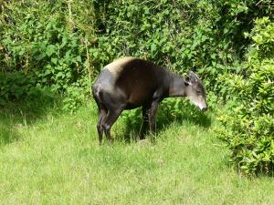 Céphalophe à dos jaune (Cephalophus silvicultor)