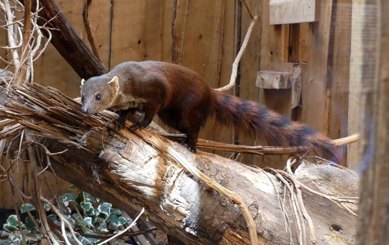 Galidie élégante (Galidia elegans)