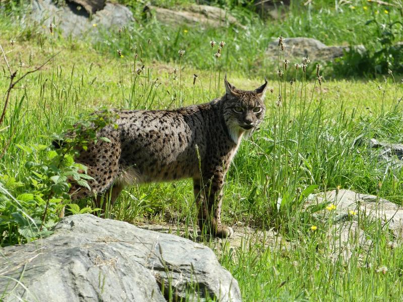 Lynx ibérique (Lynx pardinus)